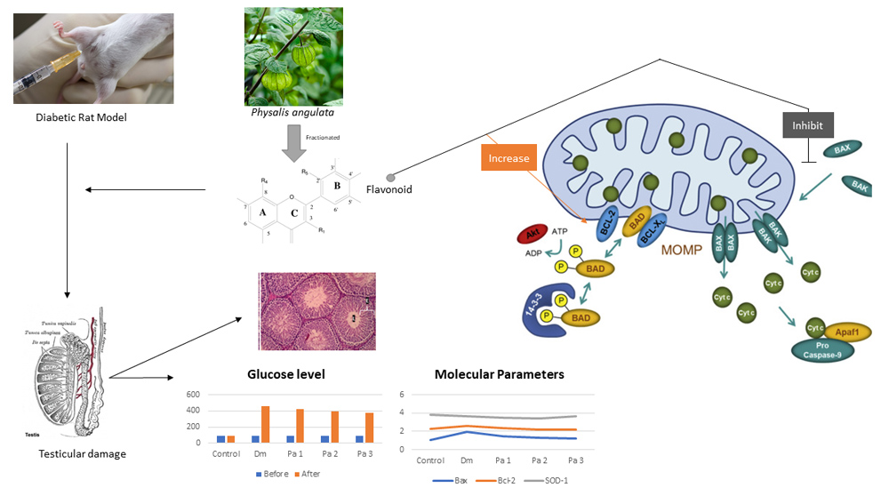 Graphical Abstract